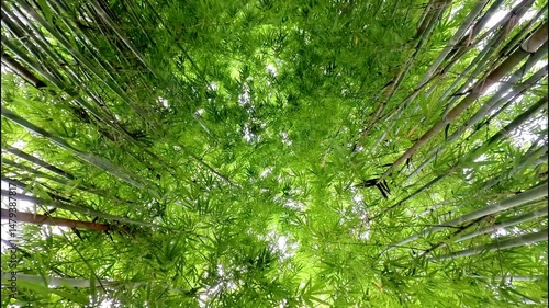 Bamboo Wind 15