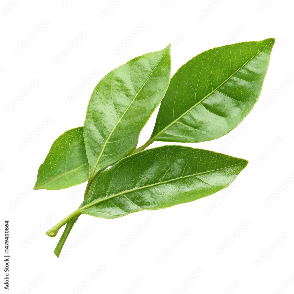 Fototapeta premium Fresh green leaves on stem