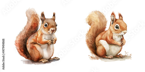 cute squirrel watercolor vector illustration