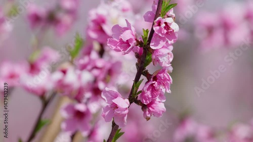 Wallpaper Mural Peach Pink Petals Blow in the Spring Wind Torontodigital.ca