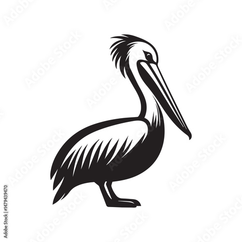 pelican on white background