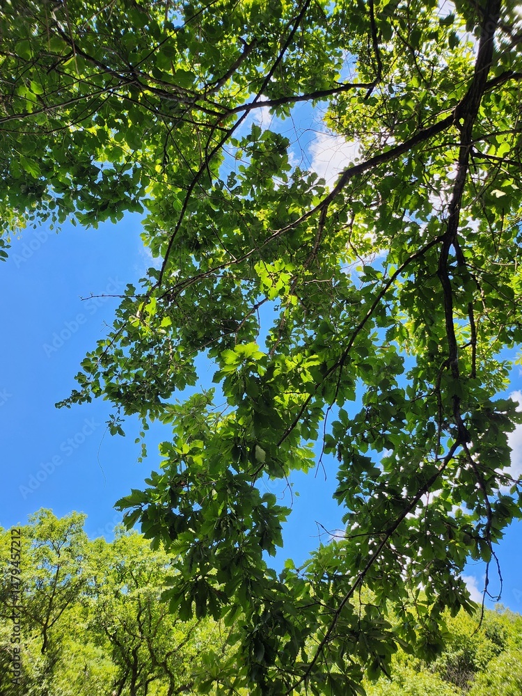 Obraz premium 눈이 시원한 꽃과 나무