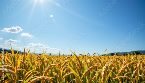 Wallpaper Mural a golden rice field sways rhythmically under a bright blue sky. Torontodigital.ca