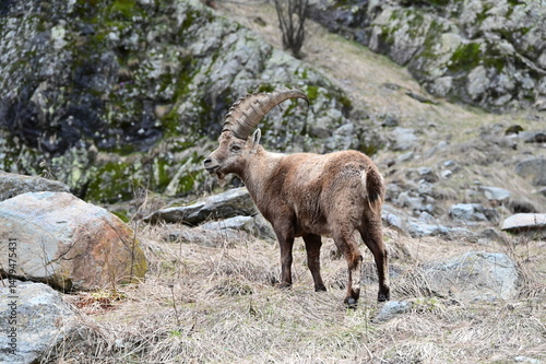 Stambecco delle Alpi