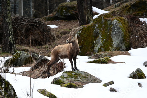Stambecco delle Alpi