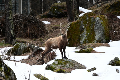 Stambecco delle Alpi