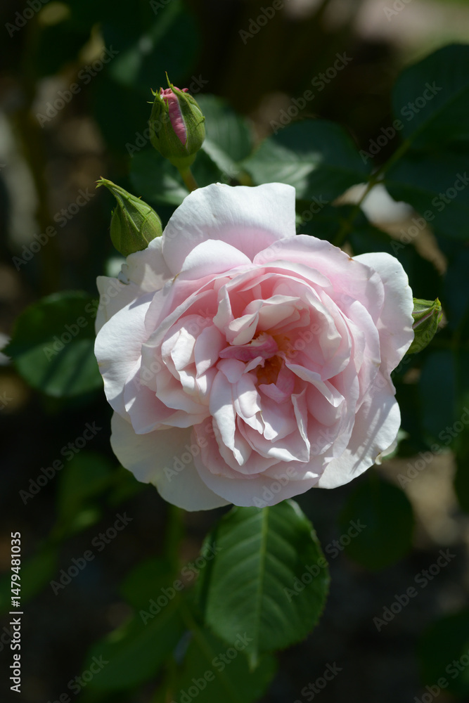 Obraz premium ナターシャ・リチャードソン バラの花