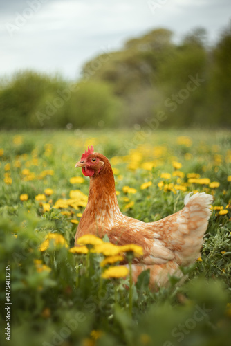 A photo of a domestic chicken in a meadow with dandelions.