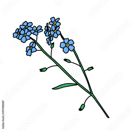 Myosotis fleur couleur