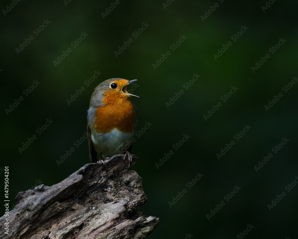 Fototapeta premium Singing European Robin (Erithacus rubecula) in The Netherlands