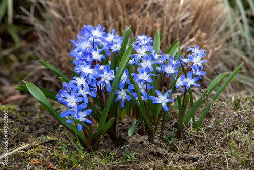 Konstfotografi Fleurs de Chionodoxa Luciliae (Scilla luciliae) par une journée pluvieuse d'avril