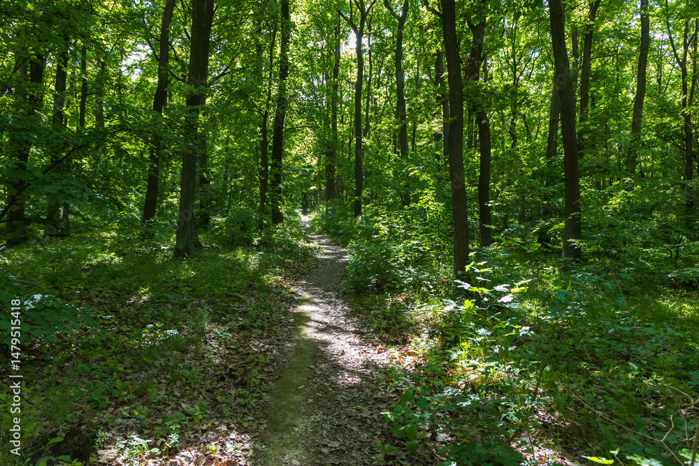 Obraz premium Forest path among the trees