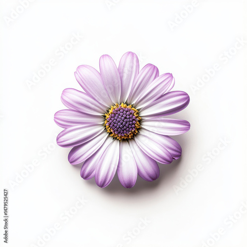 Close-up of a single Aster flower with daisy-like petals and central disk on white background