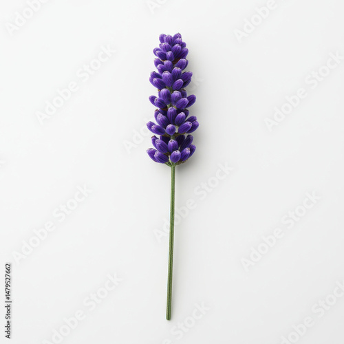 Close-up of a deep purple Lavender flower with small blossoms on a slender stem on white background