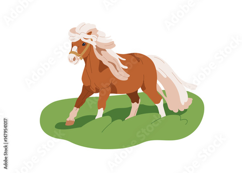 Shetland pony, small horse walking on grass, pasture. Little thoroughbred equ...