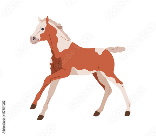 Pinto pony, American Paint horse. Little young foal with patchy spotted coat ...