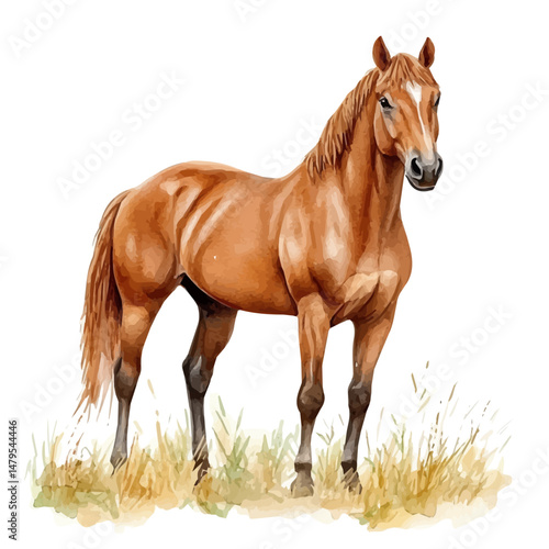watercolor vector of Horse, isolated on a white background.