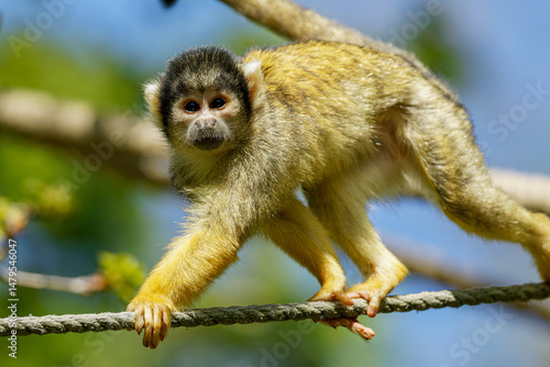 Canvas Print A squirrel monkey balancing on a rope with a blurred natural background, Saimiri
