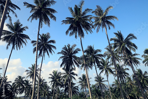 Wallpaper Mural Coconut palms against the sky, tropical summer landscape, view from a southern vacation on the island Torontodigital.ca