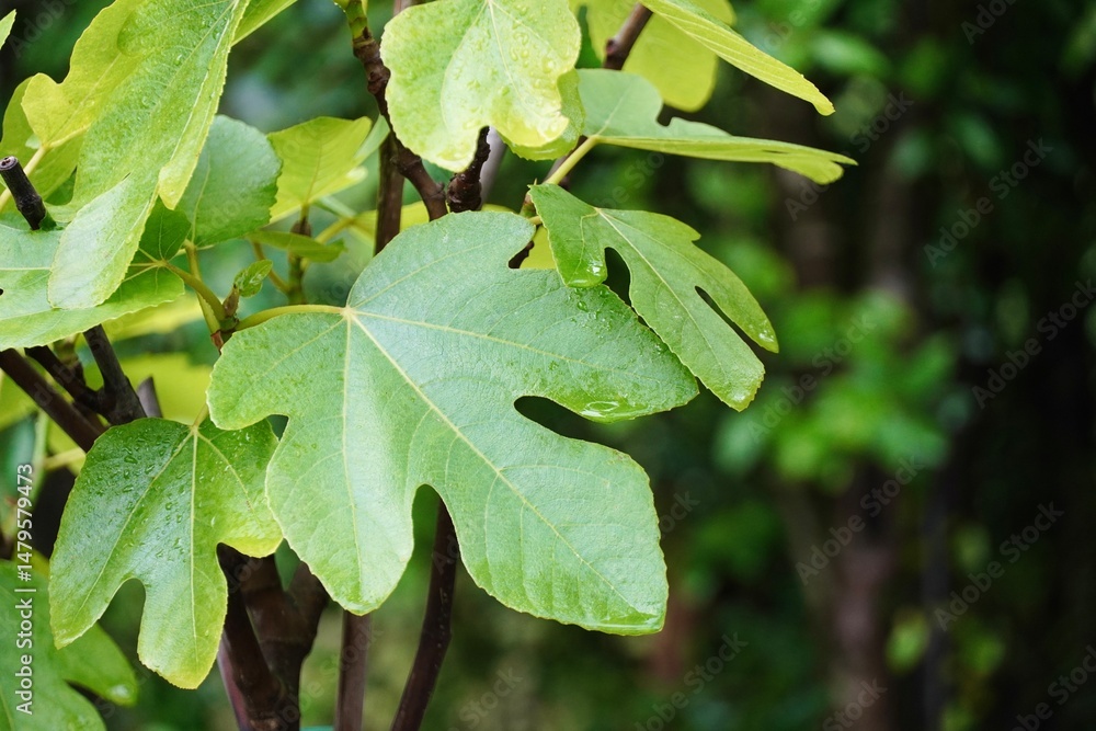 Fototapeta premium Green Fig Leaves in Natural Daylight – Close-Up Botanical Image.