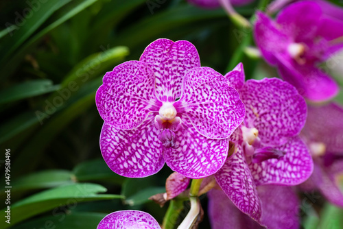 Foto Close-up pink - white orchid on green blur bacground, Vanda coerulea