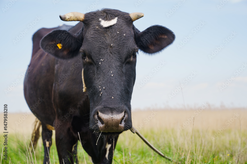 A large black cow with a white spot on its forehead grazes in a field. A large black cow with a white spot on its forehead grazes in a field.