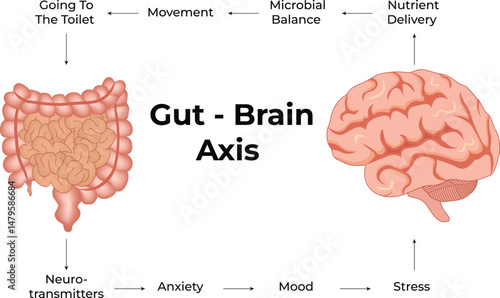 The Gut Brain Axis: A Visual Representation Design Vector Illustration