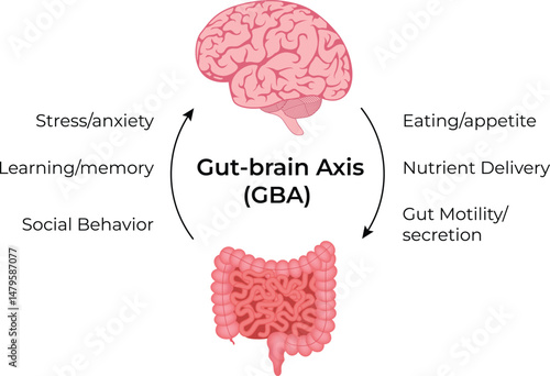 The GutBrain Axis and its Impact on Health Design Vector Illustration