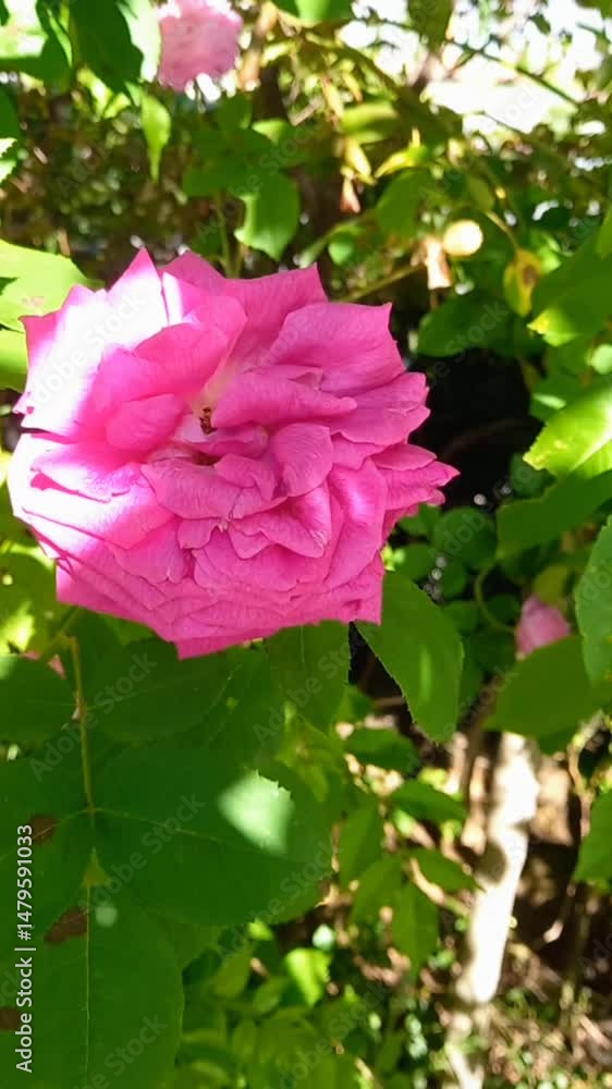custom made wallpaper toronto digitalpink rose in garden,beautiful flowers blooming sunny day