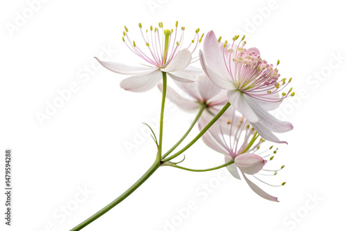 Pink lily blossom isolated on white, a spring floral beauty