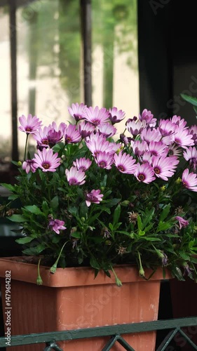 Wallpaper Mural Close-up of purple Osteospermum flowers in a pot swaying in the breeze outside a cafe in the old town of Athens. Daylight scene with smooth motion. No people, decorative urban nature. Torontodigital.ca