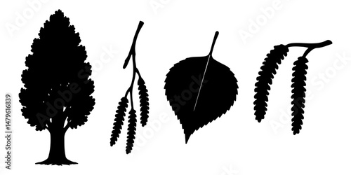 Silhouette of Poplar Tree, Leaves, and Catkins