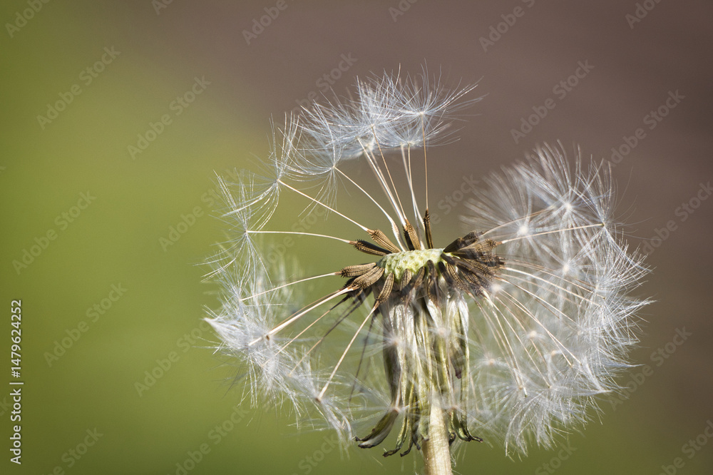 Fototapeta premium Löwenzahn - Taraxacum-close up