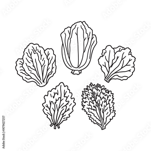 Hand drawn illustration of freshly picked lettuce leaves