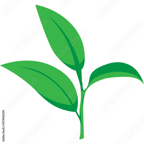 Green Tea Leaves
