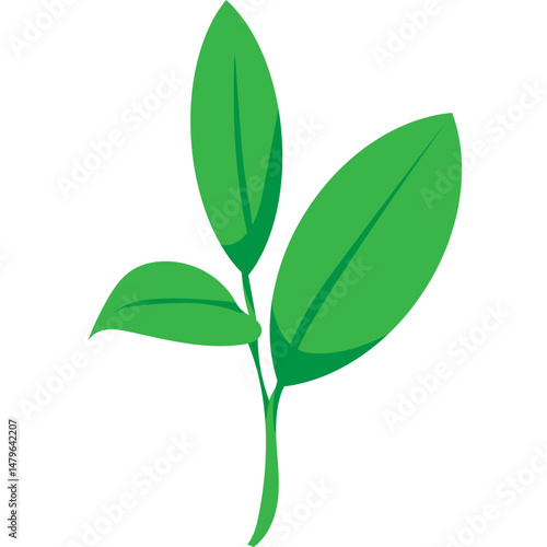 Green Tea Leaves