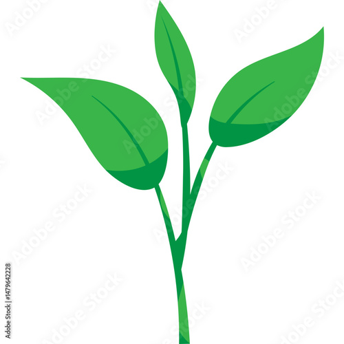 Green Tea Leaves