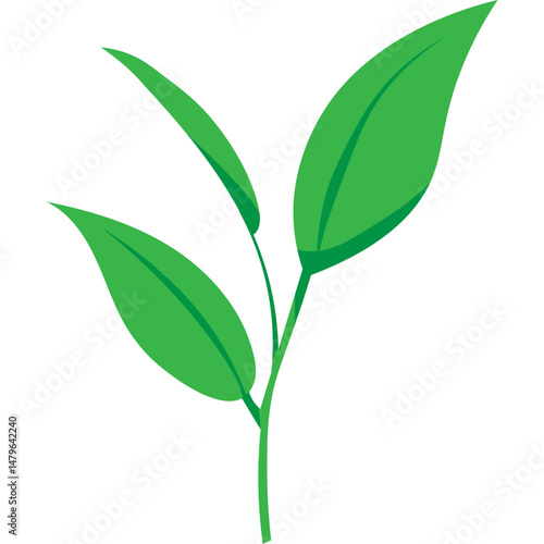 Green Tea Leaves