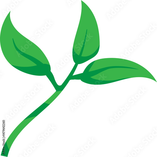 Green Tea Leaves