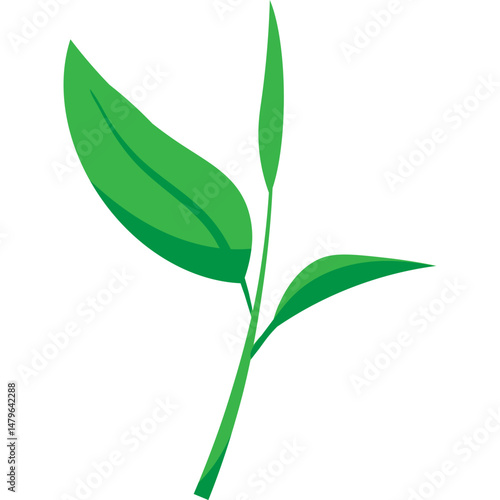 Green Tea Leaves