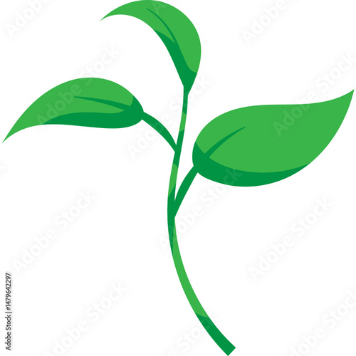 Green Tea Leaves