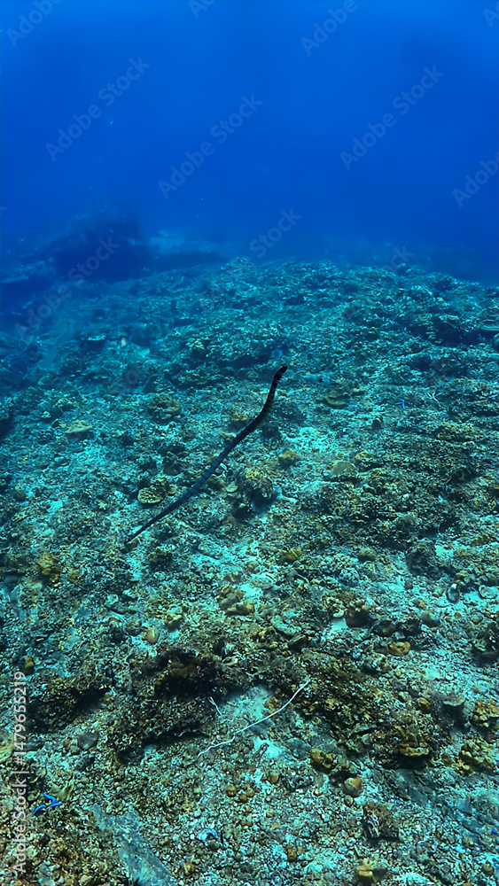 Obraz premium Underwater photo of a Banded Sea Snake, Krait at a coral reef. From a scuba dive in Koh Lanta, Thailand.