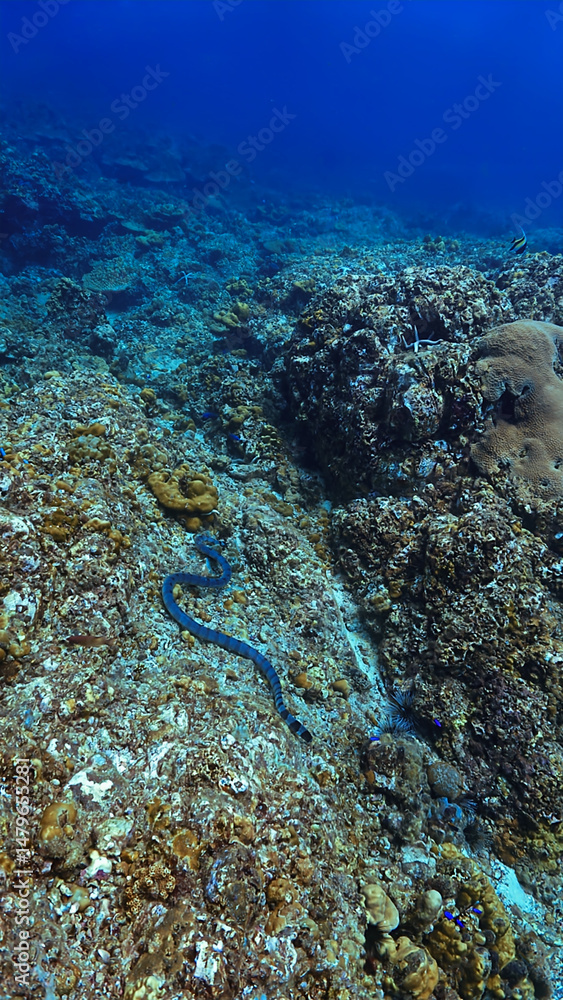 Naklejka premium Underwater photo of a Banded Sea Snake, Krait at a coral reef. From a scuba dive in Koh Lanta, Thailand.