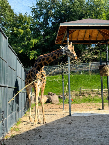 Canvas Print giraffe in the zoo