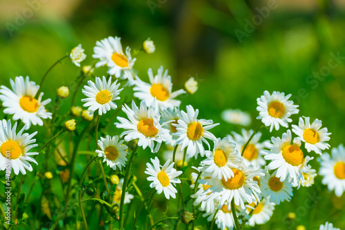 Colorful wildflowers in a grassy meadow in a sunny springtime, Almere, Flevoland, The Netherlands, May 13, 2025