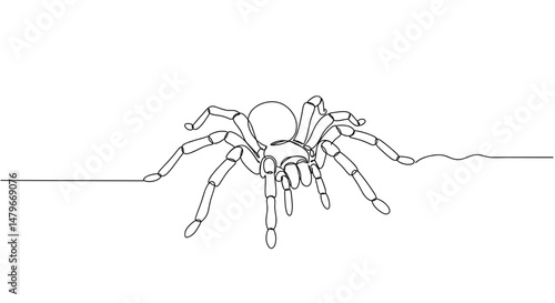 Spider illustration line art on white background