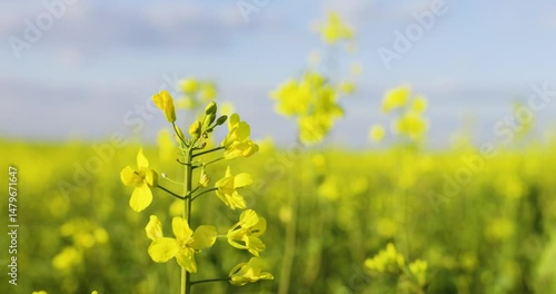 Rape blossoms. Blooming rapeseed fields. Yellow canola flowers swaying in the wind.