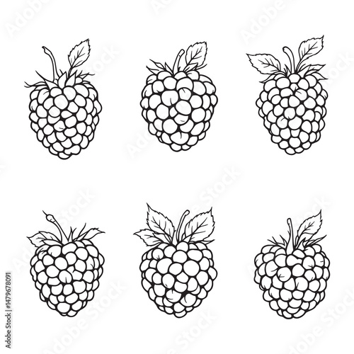 Minimalist Line Art Drawing of Raspberries and Leaf Details