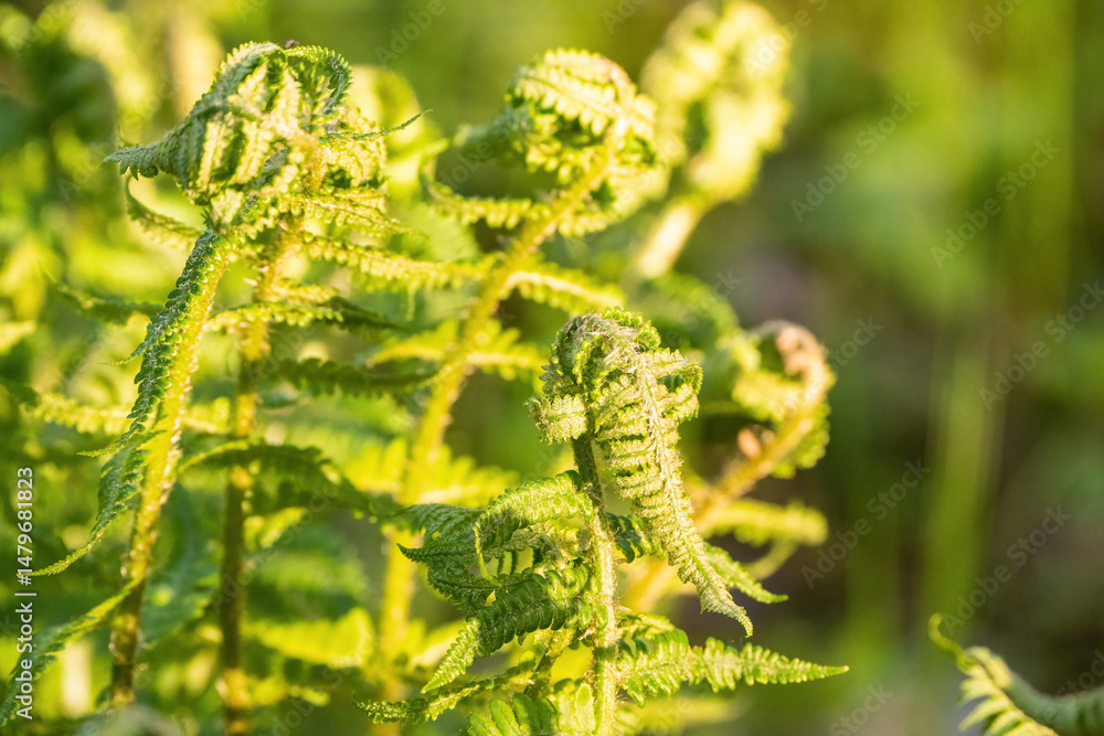 Naklejka premium Ferns opening up in spring