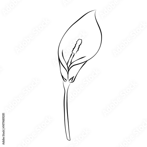 sketch of a flower